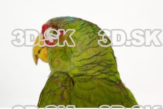 Amazon white-fronted - Amazona albifrons 0020